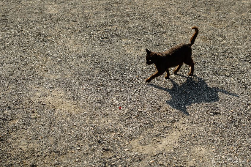 Fotograf Mures, Fotograf de nunta Mures, Filmari video Mures, Fotograf de nunta Cluj, Fotograf de nunta Romania