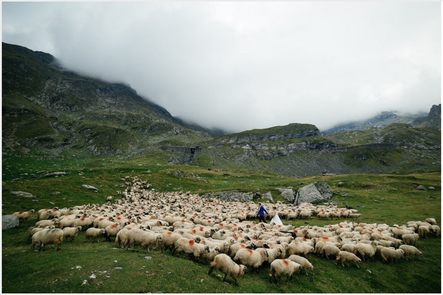 Fotograf de nunta premiat17